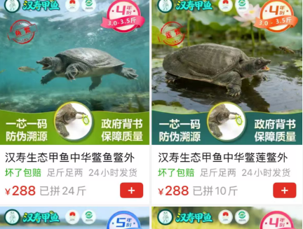 【农产品流通】汉寿县供销社携手拼多多助力汉寿甲鱼“云端”热销