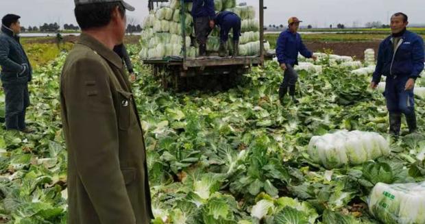 【农产品流通】辰阳供销社串起汉寿蔬菜产销链 端稳大湾区“菜篮子”